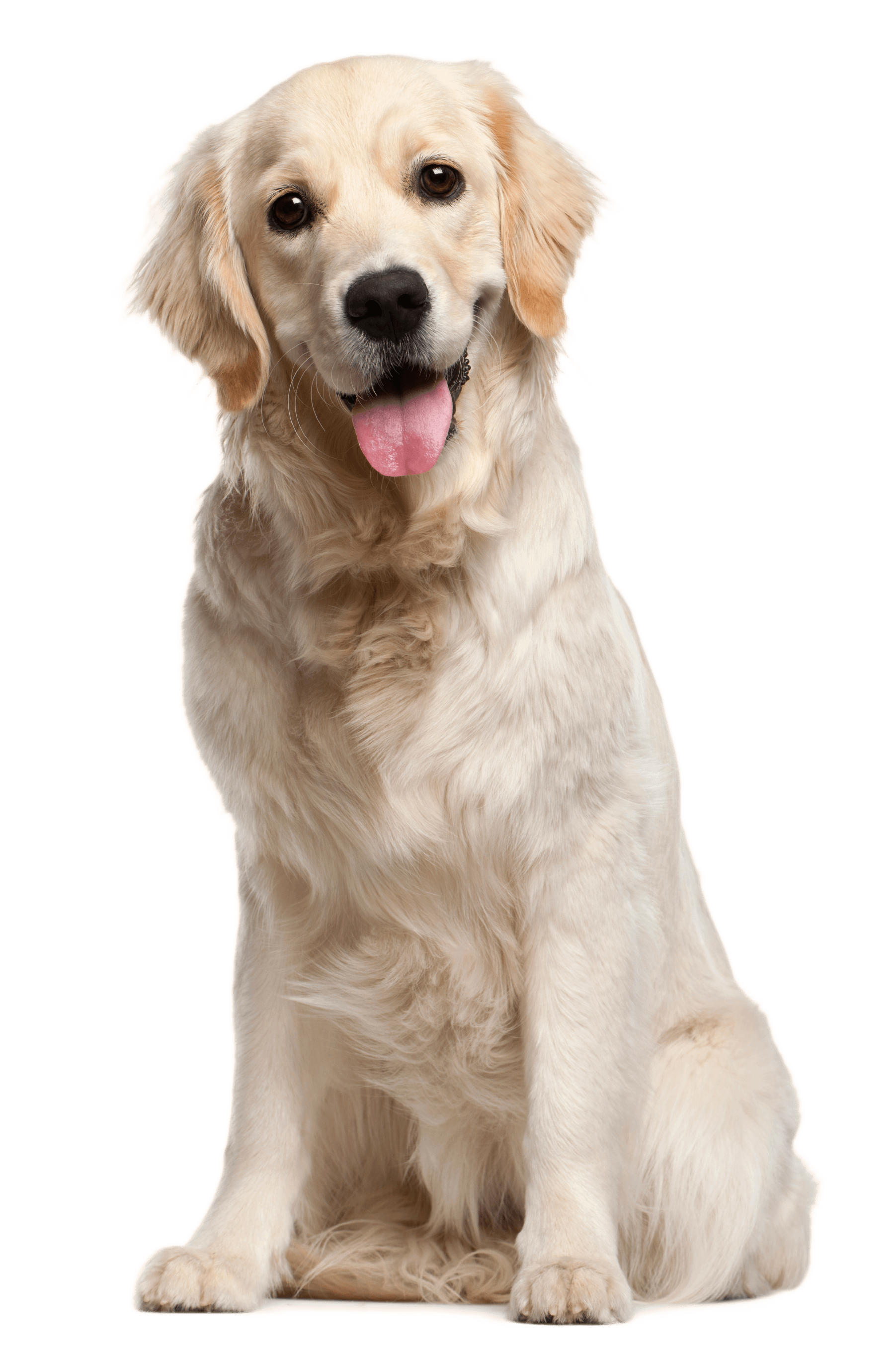 Un golden retriever