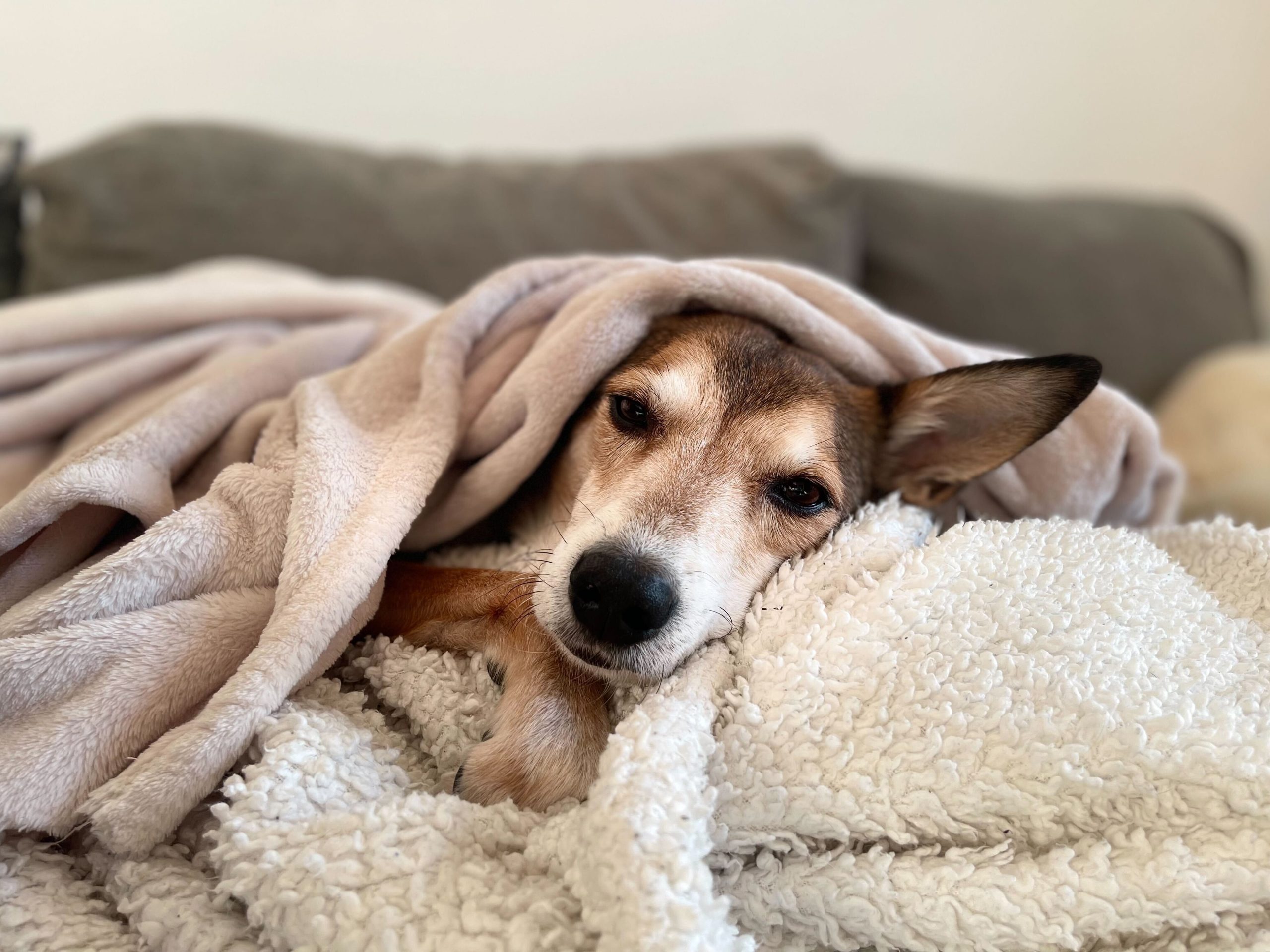 Un chien caché sous une couverture